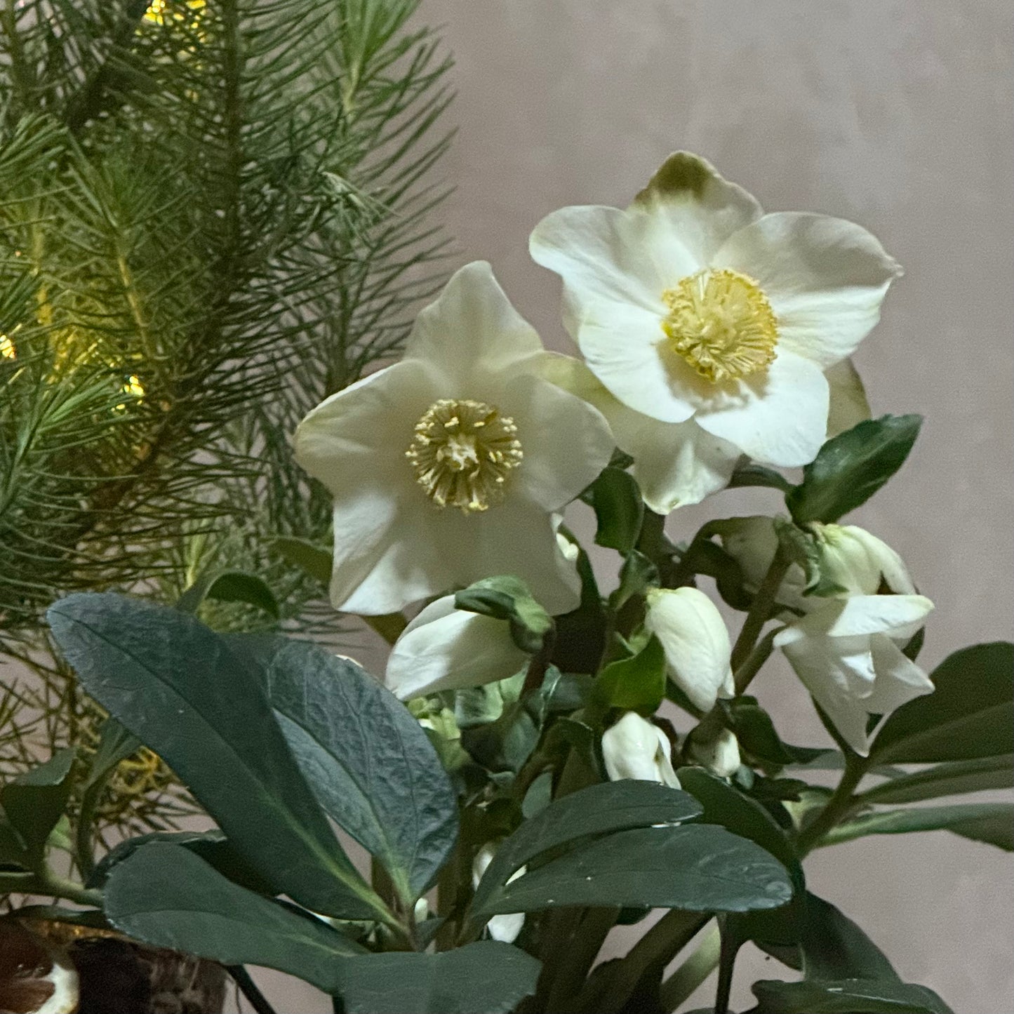 Hellebore and Silver Pine Gift Set