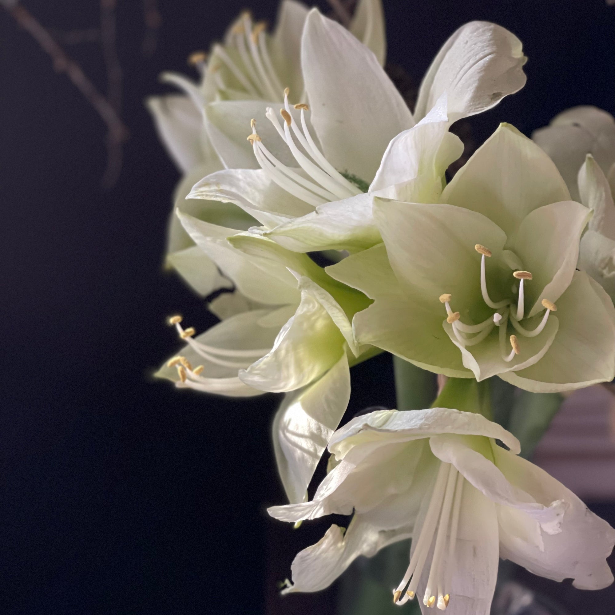 White Amaryllis